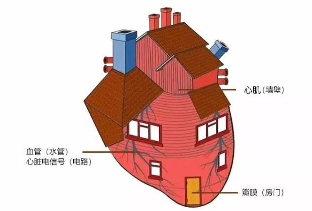 佛子嶺3號醫(yī)生 | 楊映霞：不同的心臟檢查項目有啥區(qū)別？看完這篇你就明白啦